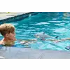 Velky_bily_zralok_a
